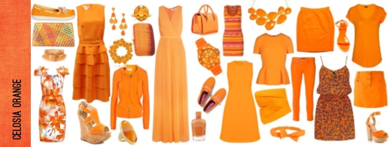 celosia-orange.jpg